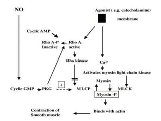 Role of nitric oxide in pathology | PPTX