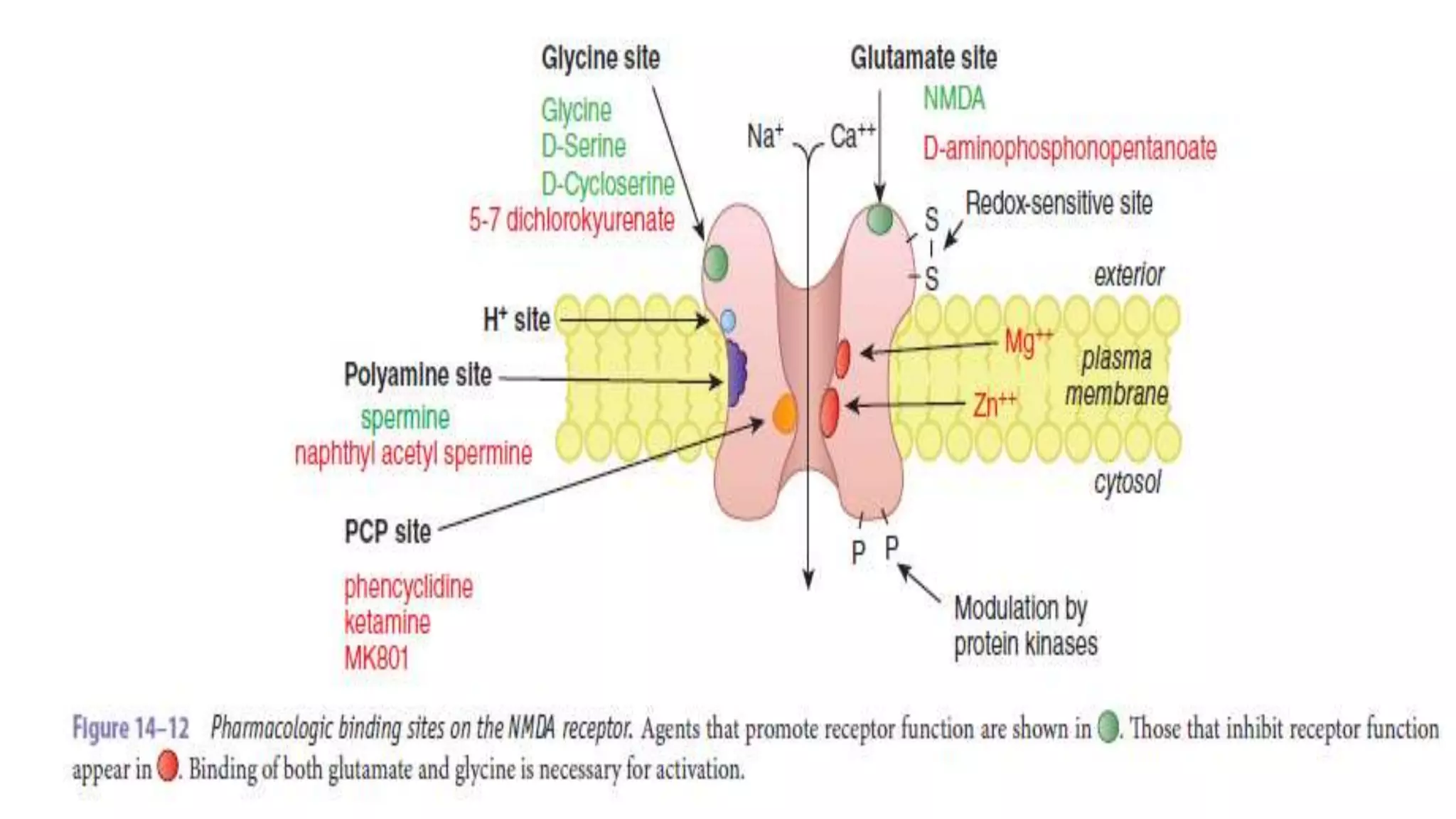 Role of nmda receptors and drugs affecting it | PPTX