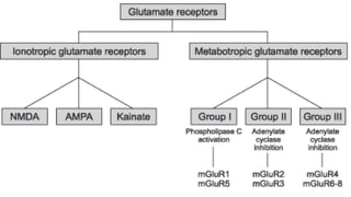 Role of nmda receptors and drugs affecting it | PPTX