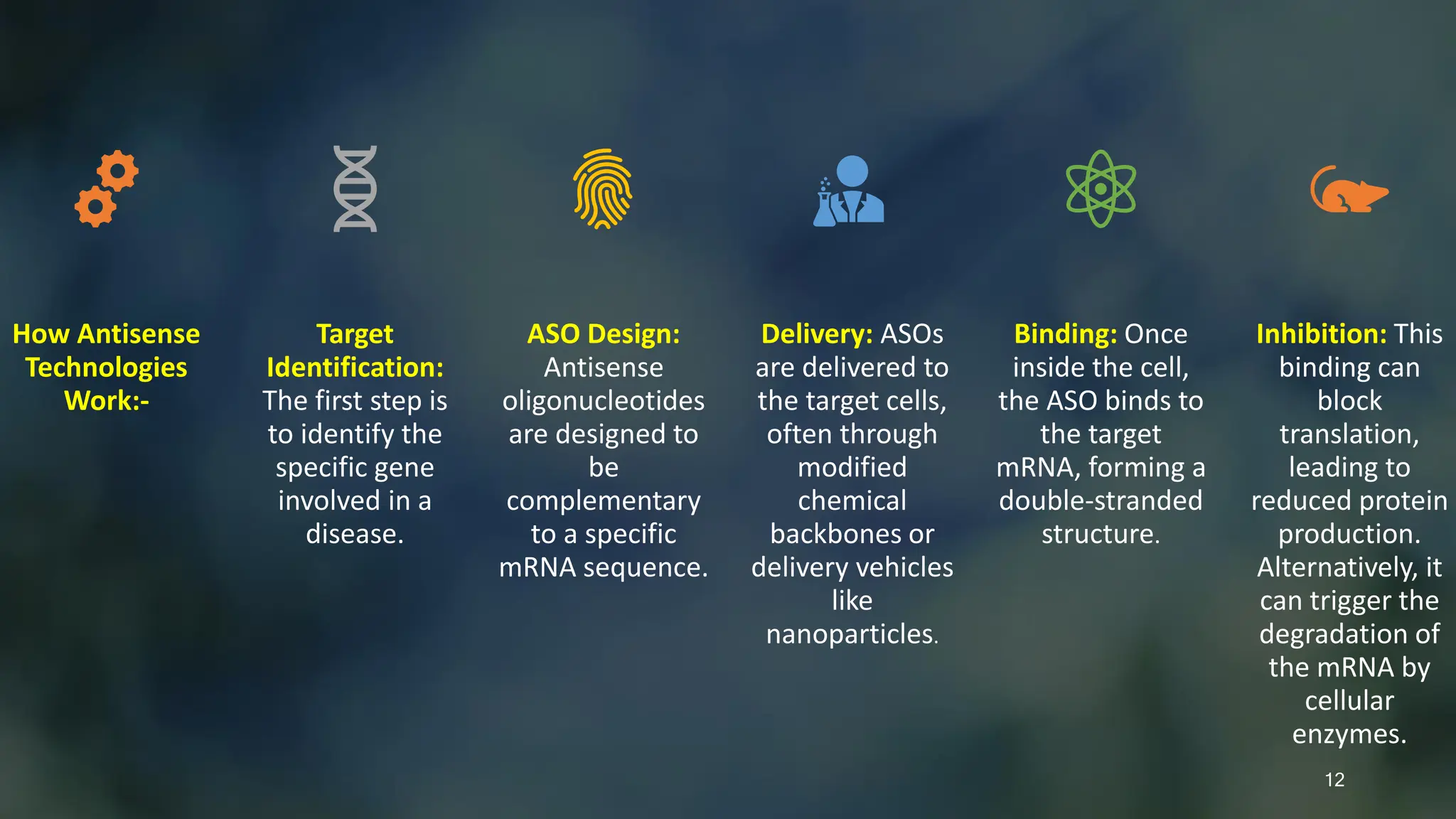 How Antisense
Technologies
Work:-
Target
Identification:
The first step is
to identify the
specific gene
involved in a
disease.
ASO Design:
Antisense
oligonucleotides
are designed to
be
complementary
to a specific
mRNA sequence.
Delivery: ASOs
are delivered to
the target cells,
often through
modified
chemical
backbones or
delivery vehicles
like
nanoparticles.
Binding: Once
inside the cell,
the ASO binds to
the target
mRNA, forming a
double-stranded
structure.
Inhibition: This
binding can
block
translation,
leading to
reduced protein
production.
Alternatively, it
can trigger the
degradation of
the mRNA by
cellular
enzymes.
12
 