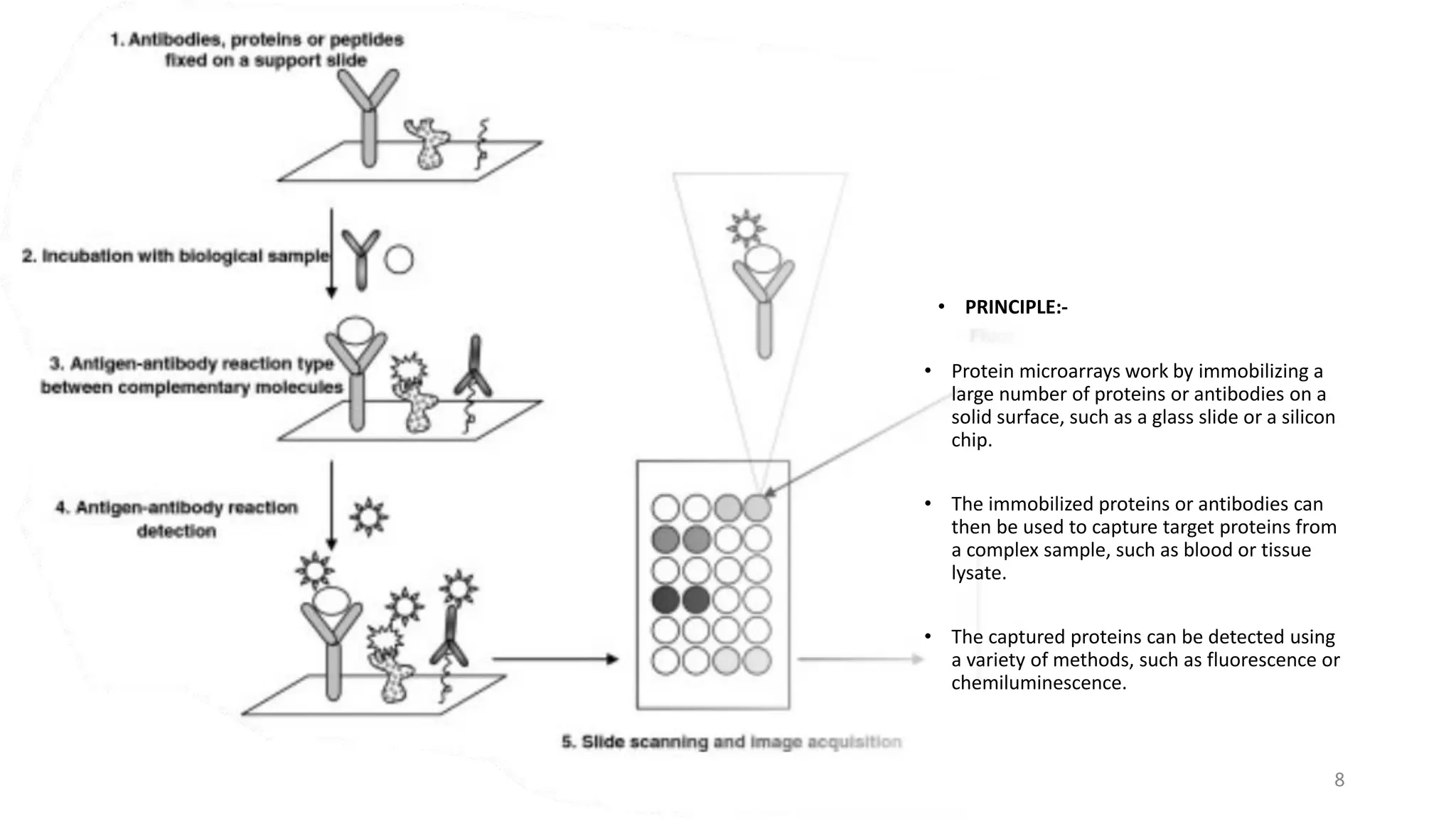 • PRINCIPLE:-
• Protein microarrays work by immobilizing a
large number of proteins or antibodies on a
solid surface, such as a glass slide or a silicon
chip.
• The immobilized proteins or antibodies can
then be used to capture target proteins from
a complex sample, such as blood or tissue
lysate.
• The captured proteins can be detected using
a variety of methods, such as fluorescence or
chemiluminescence.
8
 