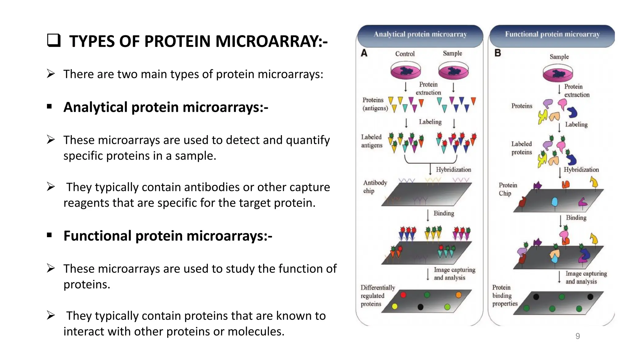 ❑ TYPES OF PROTEIN MICROARRAY:-
➢ There are two main types of protein microarrays:
▪ Analytical protein microarrays:-
➢ These microarrays are used to detect and quantify
specific proteins in a sample.
➢ They typically contain antibodies or other capture
reagents that are specific for the target protein.
▪ Functional protein microarrays:-
➢ These microarrays are used to study the function of
proteins.
➢ They typically contain proteins that are known to
interact with other proteins or molecules. 9
 