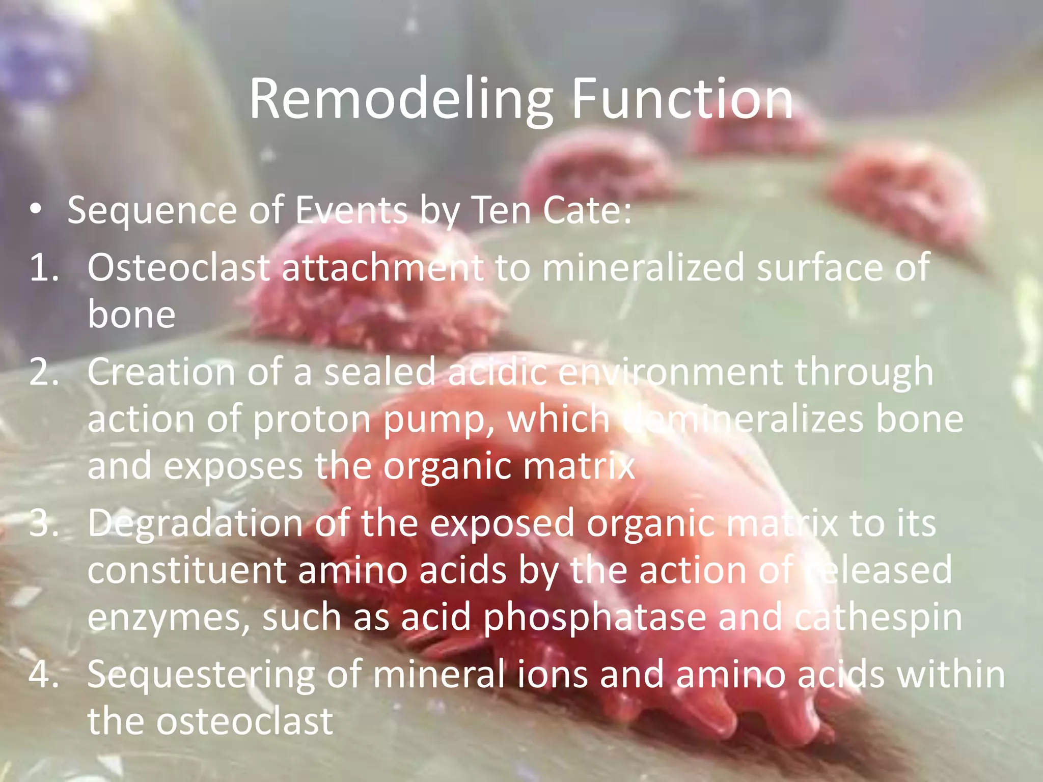 Role of osteoclasts in periodontal health and disease | PPTX
