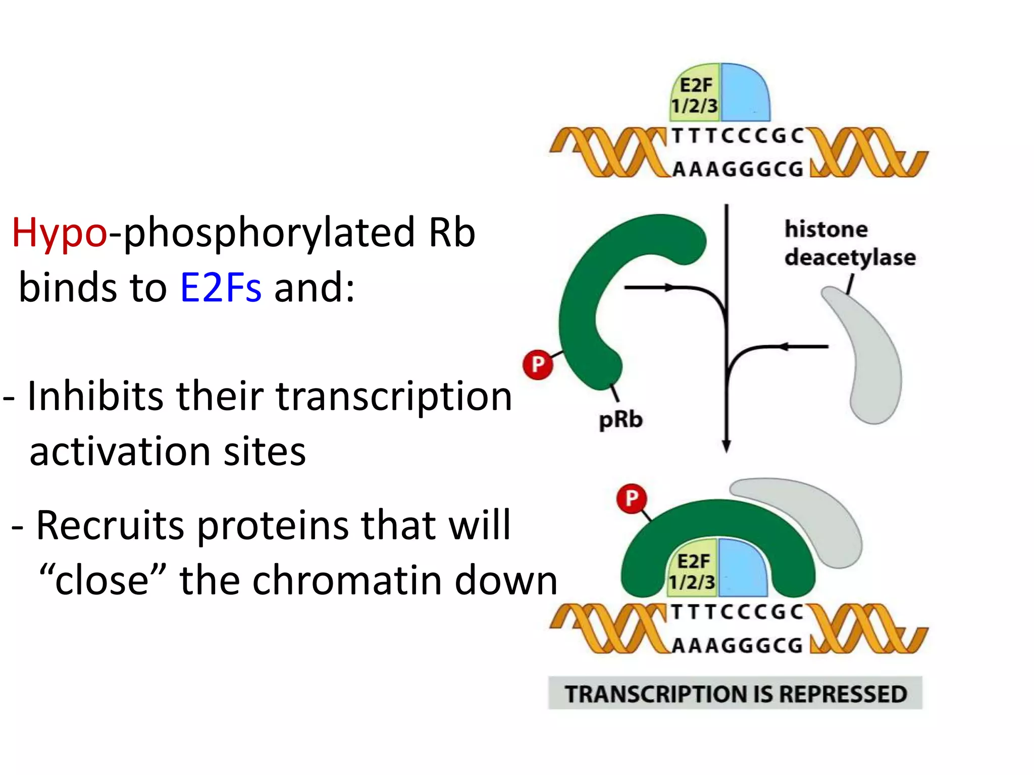 Role of p 53 and p-rb protein in cell cycle regulation | PPT
