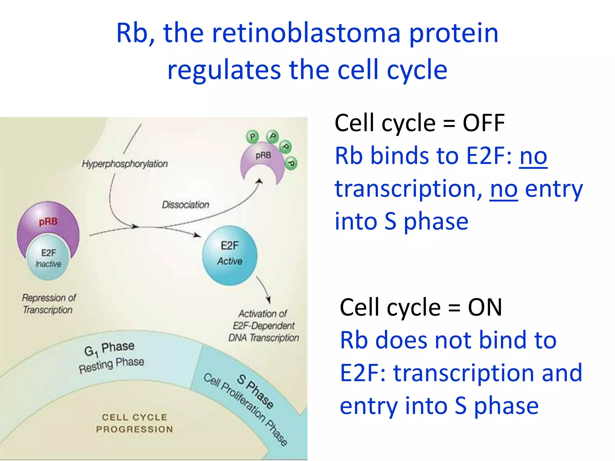 Role of p 53 and p-rb protein in cell cycle regulation | PPT