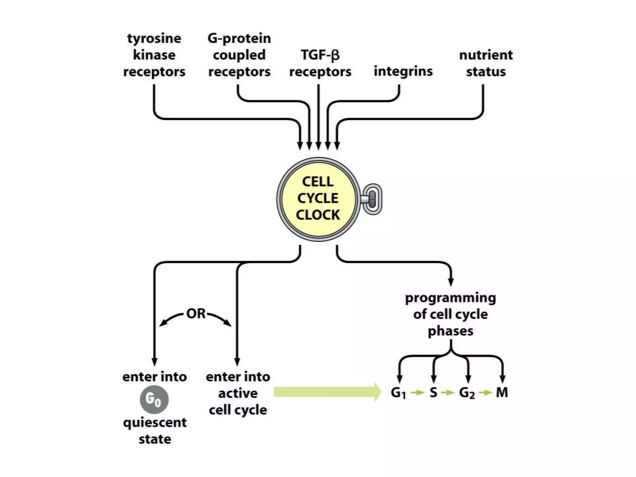 Role of p 53 and p-rb protein in cell cycle regulation | PPT