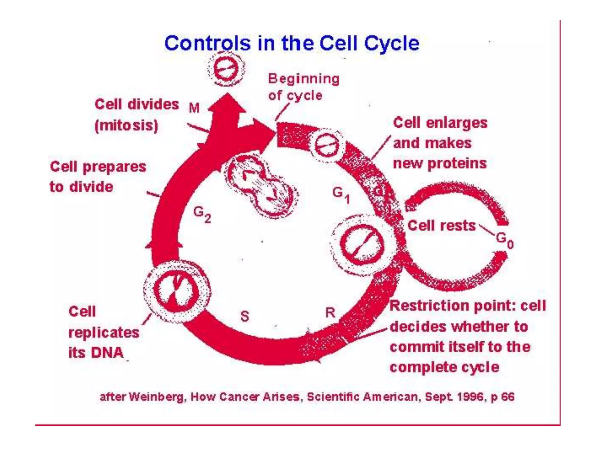 Role of p 53 and p-rb protein in cell cycle regulation | PPT