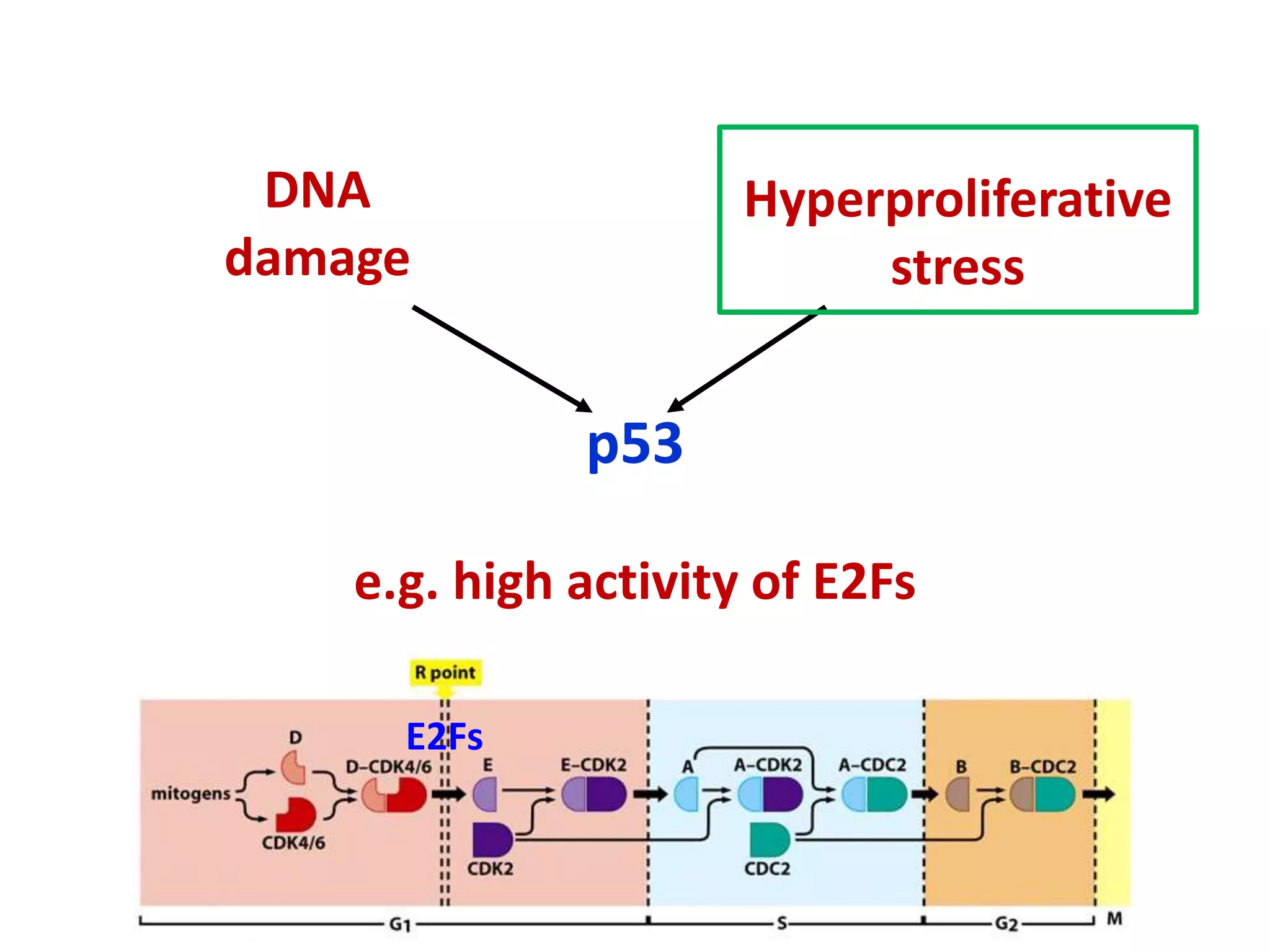 Role of p 53 and p-rb protein in cell cycle regulation | PPT