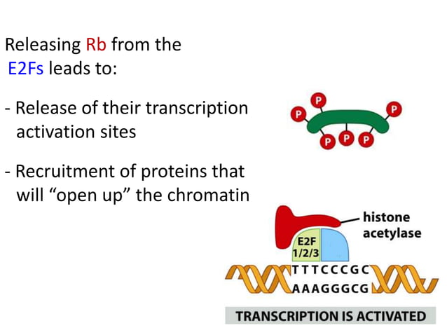 Role of p 53 and p-rb protein in cell cycle regulation | PPT