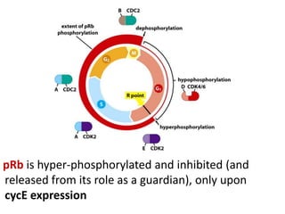 Role of p 53 and p-rb protein in cell cycle regulation | PPT