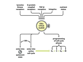 Role of p 53 and p-rb protein in cell cycle regulation | PPT