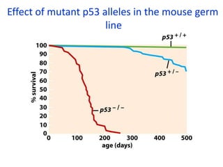 P53 R&b Role of p 53 and p-rb protein in cell cycle regulation | PPT