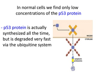Role of p 53 and p-rb protein in cell cycle regulation | PPT