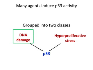 P53 R&b Role of p 53 and p-rb protein in cell cycle regulation | PPT