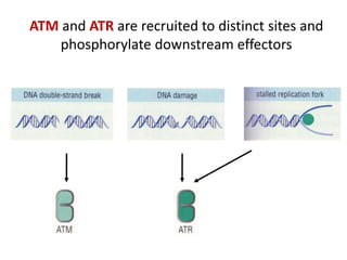 Role of p 53 and p-rb protein in cell cycle regulation | PPT