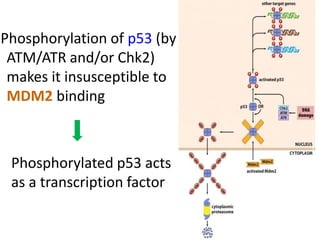 Role of p 53 and p-rb protein in cell cycle regulation | PPT