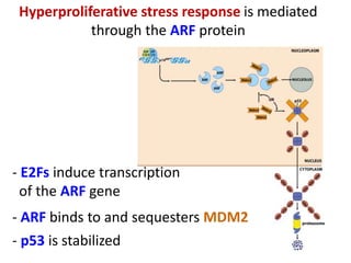 P53 R&b Role of p 53 and p-rb protein in cell cycle regulation | PPT