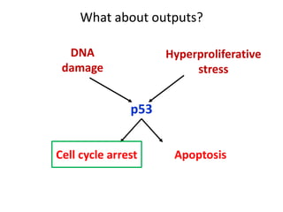 Role of p 53 and p-rb protein in cell cycle regulation | PPT
