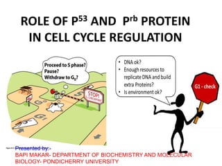 ROLE OF P53 AND Prb PROTEIN
IN CELL CYCLE REGULATION
Presented by:-
BAPI MAKAR- DEPARTMENT OF BIOCHEMISTRY AND MOLECULAR
BIOLOGY- PONDICHERRY UNIVERSITY
 