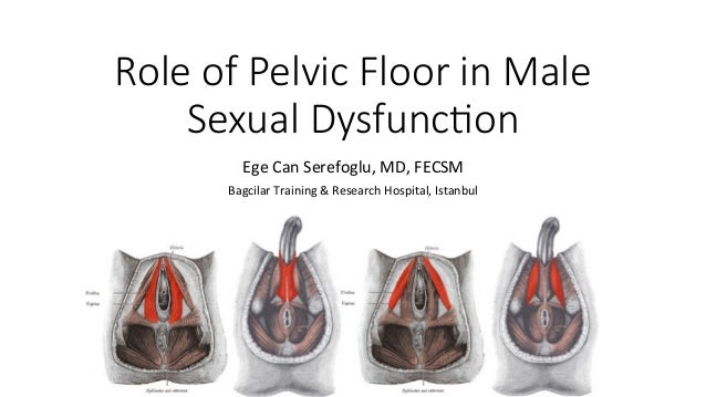 Role Of Pelvic Floor In Male Sexual Dysfunction