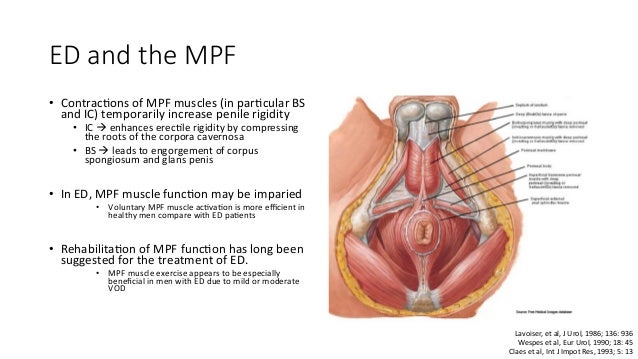 Role Of Pelvic Floor In Male Sexual Dysfunction