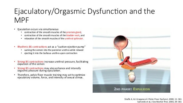 Role Of Pelvic Floor In Male Sexual Dysfunction