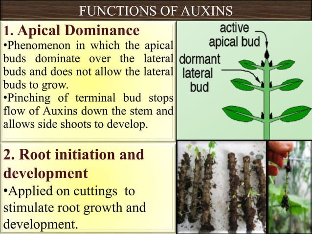 Role Of Plant Growth Regulators In Vegetable Crops PPT