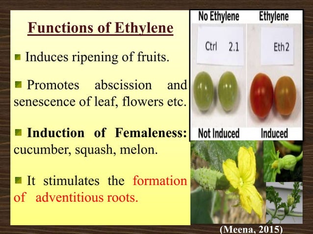 Role Of Plant Growth Regulators In Vegetable Crops PPT