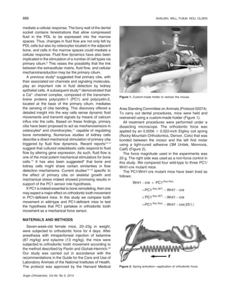Role of polycystin 1 in bone remodeling- orthodontic tooth movement ...