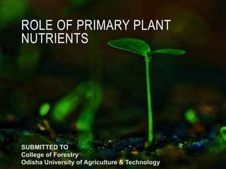 ROLE OF PRIMARY PLANT
NUTRIENTS
SUBMITTED TO
College of Forestry
Odisha University of Agriculture & Technology
 