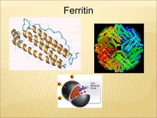 Role of protein in iron metabolism | PPT