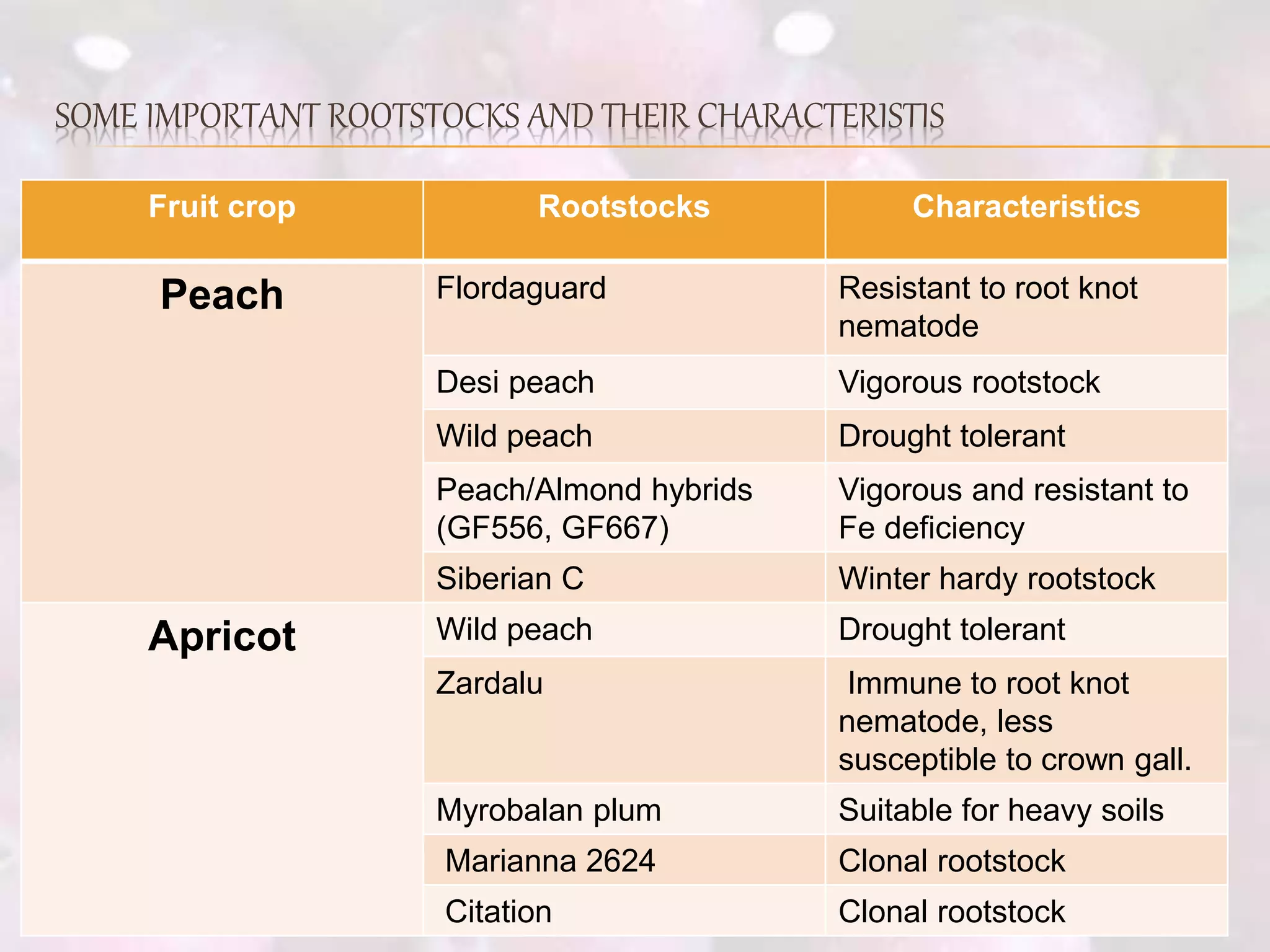 Role of rootstocks in horticultural crops | PPTX