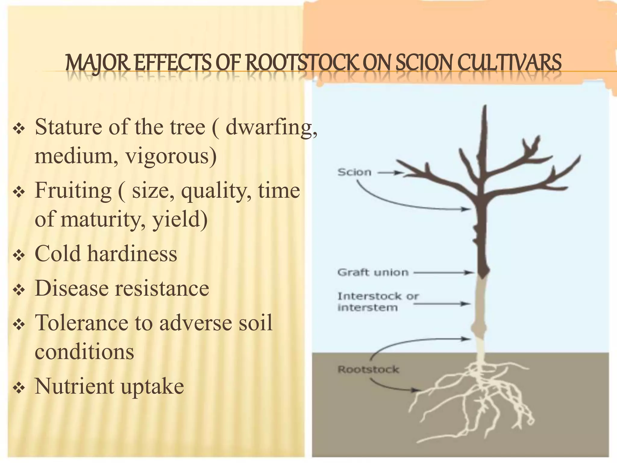 Role of rootstocks in horticultural crops | PPTX