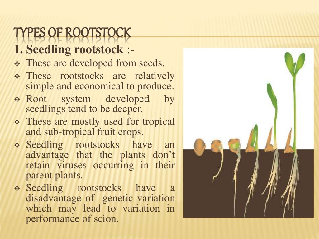 Role of rootstocks in horticultural crops