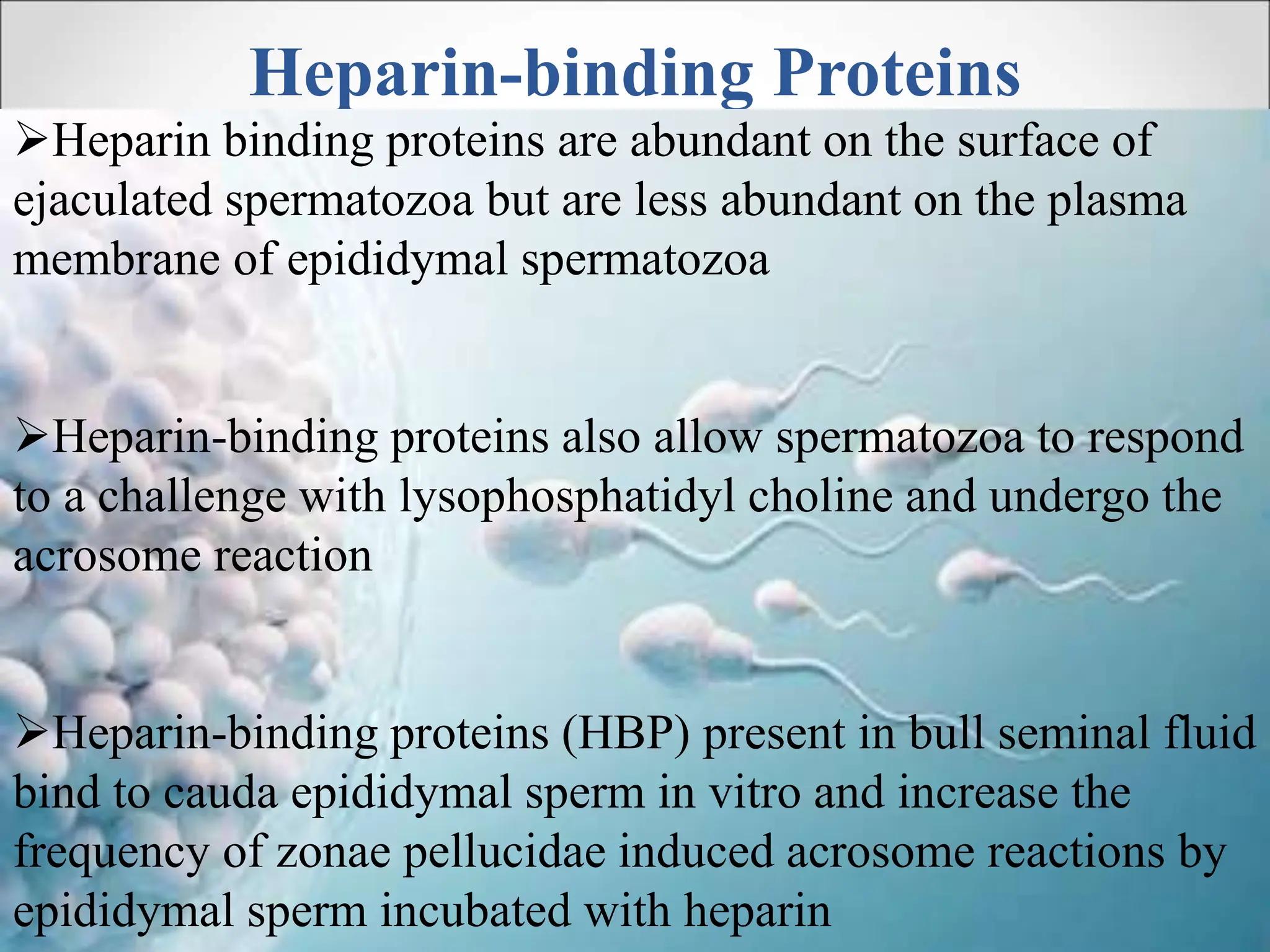 Role of Seminal plasma proteins in semen by J S Rajoriya.ppt