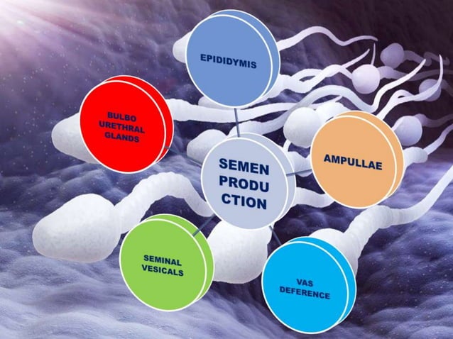 Role of Seminal plasma proteins in semen by J S Rajoriya.ppt