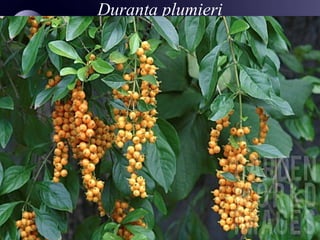 Role of shrubs in landscaping | PPT