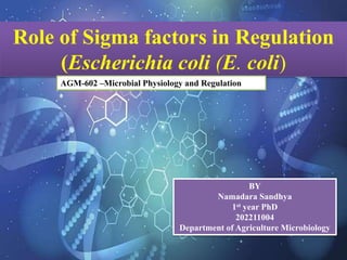 Role of Sigma factors in Regulation
(Escherichia coli (E. coli)
AGM-602 –Microbial Physiology and Regulation
BY
Namadara Sandhya
1st year PhD
202211004
Department of Agriculture Microbiology
 