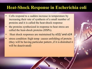 Heat-Shock Response in Escherichia coli
• Cells respond to a sudden increase in temperature by
increasing their rate of synthesis of a small number of
proteins and it is called the heat-shock response
• the proteins synthesized in response to heat stress are
called the heat-shock proteins (HSPs).
• Heat shock responses are maintained by σ32/ and σ24
• stress condition /high temp causes unfolding of protein
(they will be having particular pattern ,if it is distrubed it
will be deactivated)
 