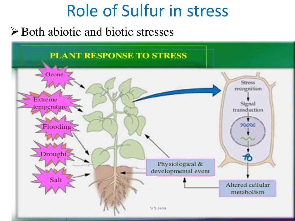 Role of Sulfur in plants