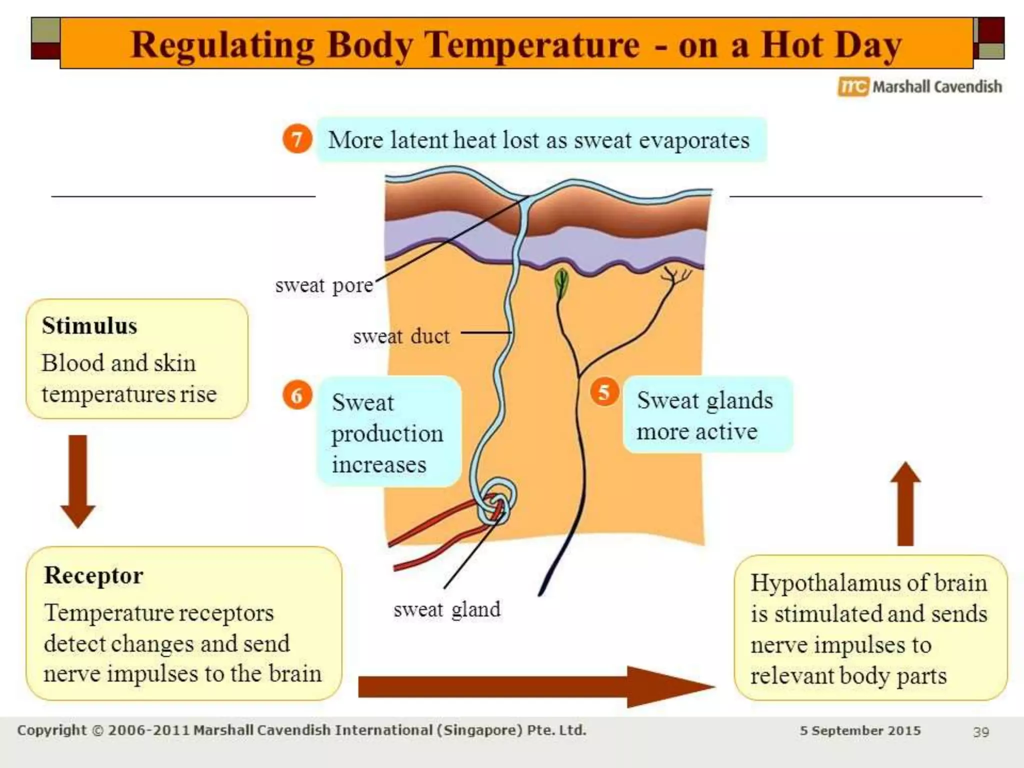 role-of-skin-in-regulation-of-body-temperature-pptx