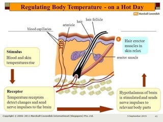 Role of skin in regulation of body temperature | PPTX