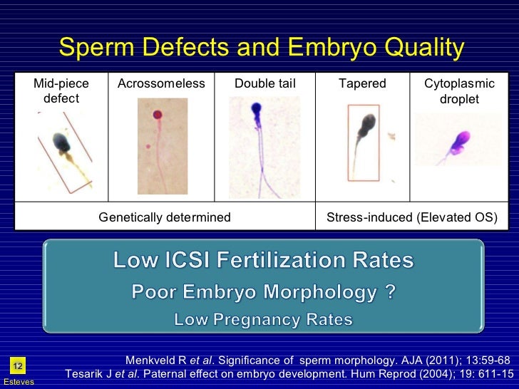 Role of sperm index in embryo quality what to do 17th iranian
