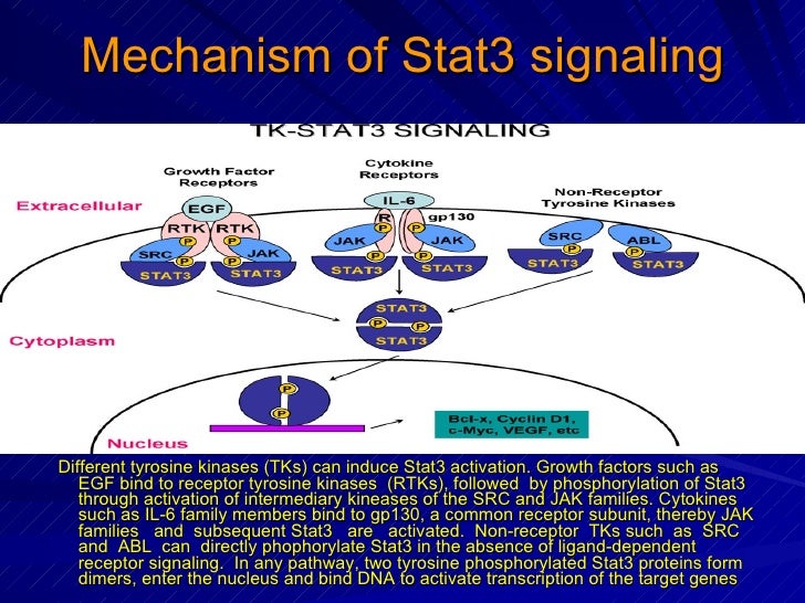 jak stat pathway
