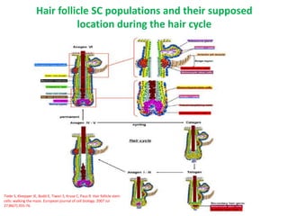 Role of stem cell in hair loss | PPTX