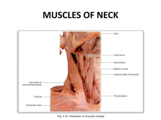 Role Of Surgery In Management of Neck Nodes 2 - Copy.pptx