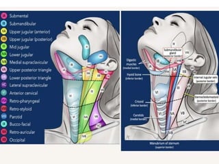 Role Of Surgery In Management of Neck Nodes 2 - Copy.pptx