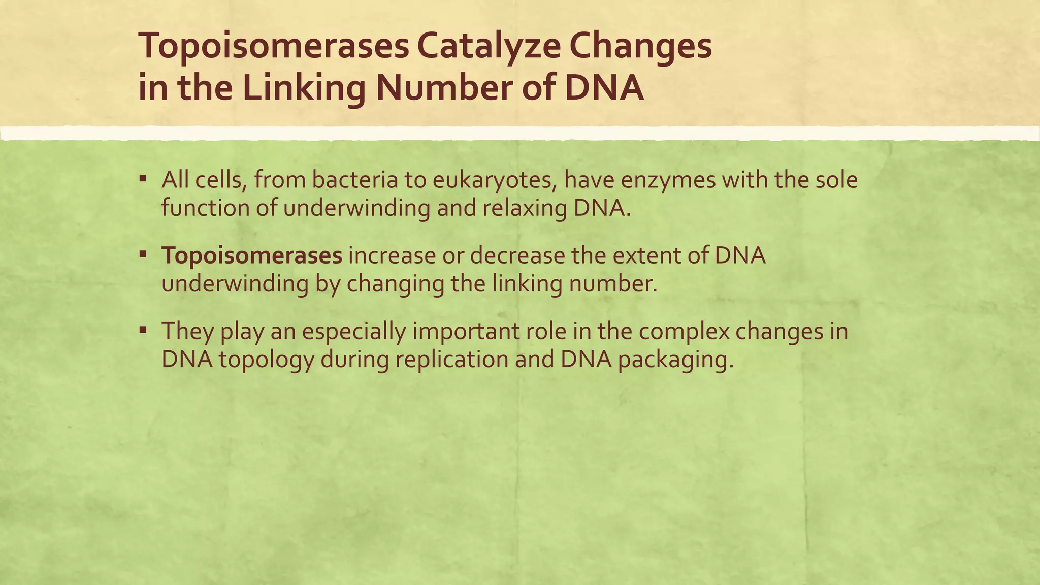 Role of Topoisomerase I and II in DNA Topology.pptx | Chemistry | Science