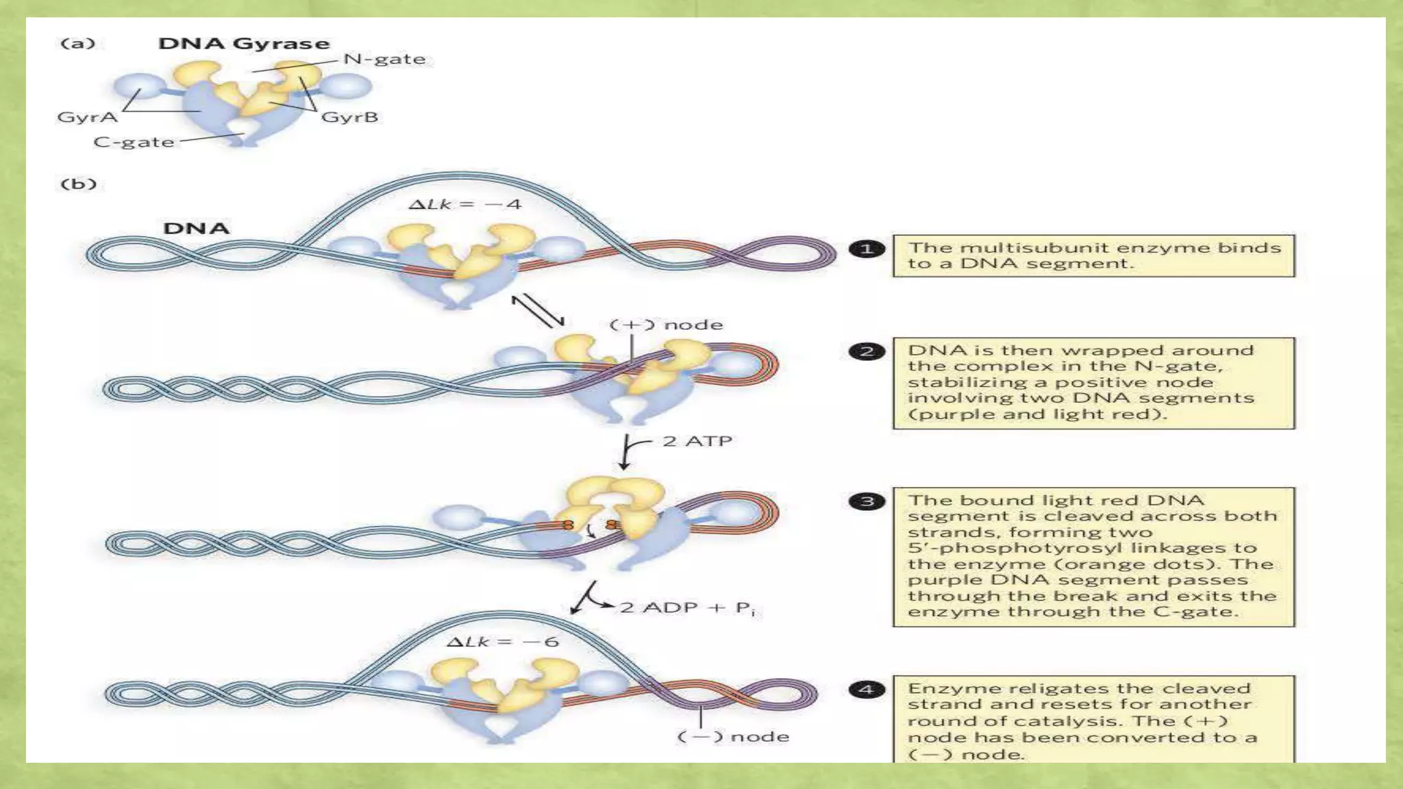 Role of Topoisomerase I and II in DNA Topology.pptx | Chemistry | Science