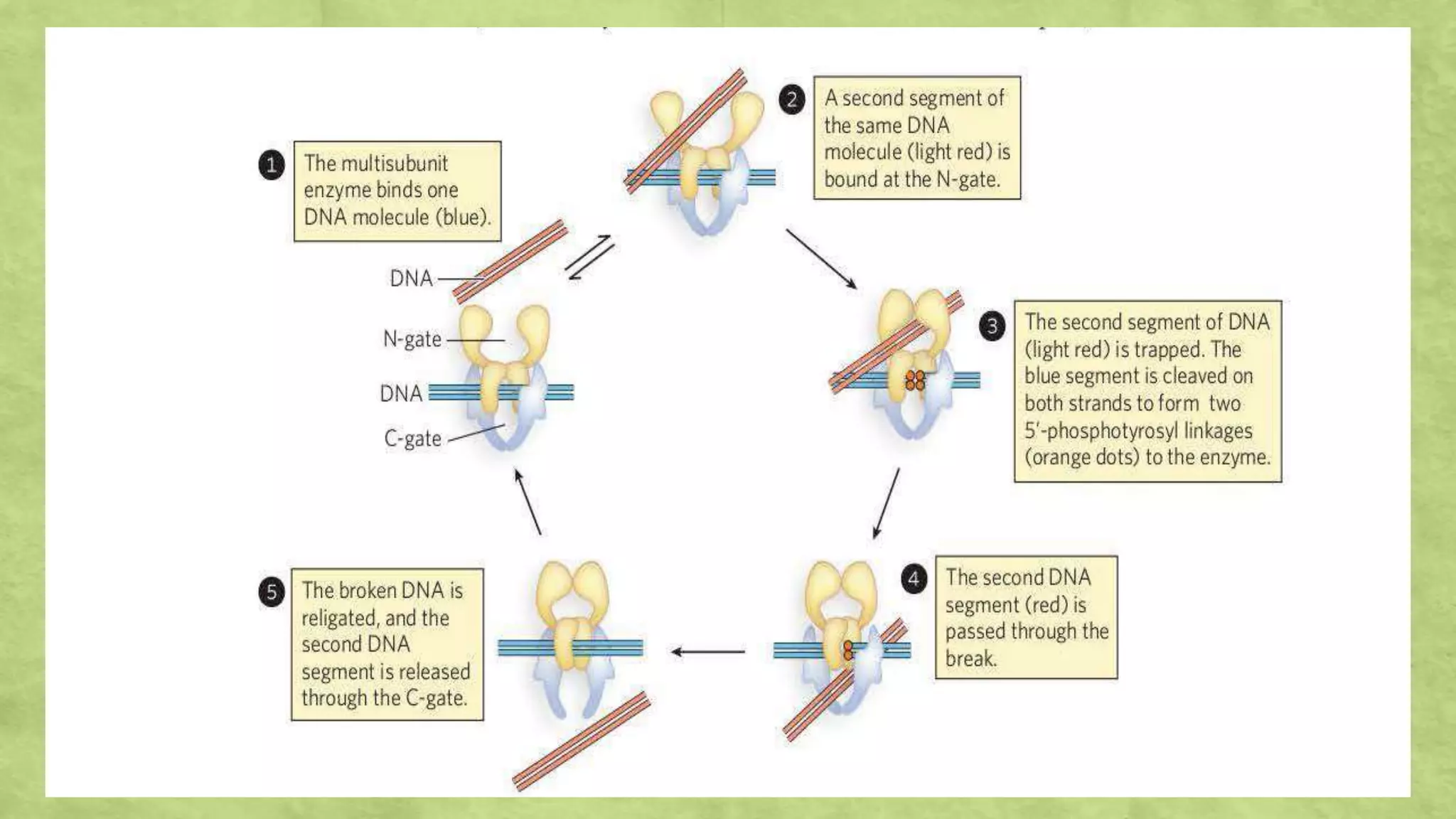 Role of Topoisomerase I and II in DNA Topology.pptx | Chemistry | Science
